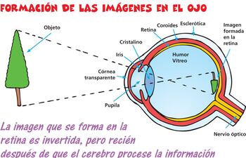 formacion-de-las-imagenes-en-el-ojo-220942000000-1349390.jpg