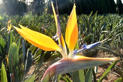 Imagen sin descripción