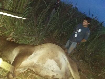 Herminio Alvarenga Rodríguez, detenido, junto al cuerpo de la vaca robada.