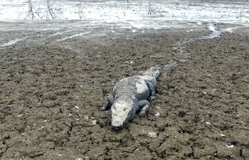 apenas-un-lecho-barroso-es-lo-que-queda-de-la-laguna-agropil-animales-silvestres-disputan-lo-poco-que-queda-de-agua-y-alimentos-pensar-en-el-pilcoma-214610000000-1474791.jpg