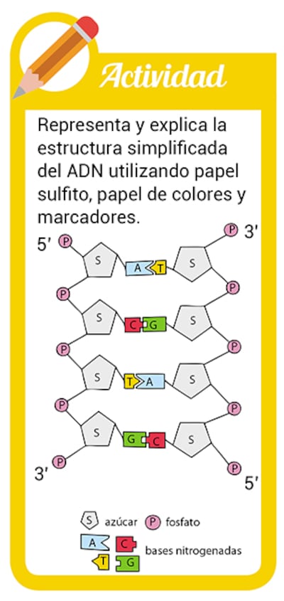Estructura del ADN