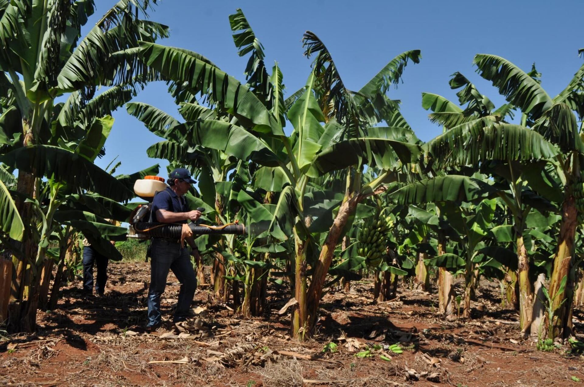 cuidado de la planta de banano musa