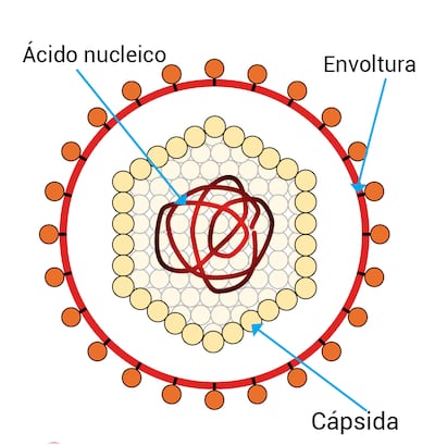 Virus, viroides y priones