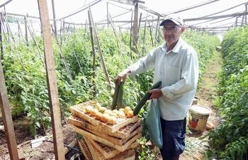 juan-len-mallorqun-sara-fleitas-corresponsal-epifanio-trinidad-productor-de-hortalizas-dispone-de-unas-3-000-plantas-de-tomate-en-plena-e-200120000000-1135410.jpg