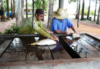 El mercado piscícola tiene varios componentes que hay que estudiar previamente.