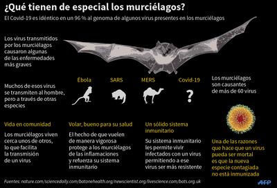 ¿QUÉ TIENEN DE ESPECIAL LOS MURCIÉLAGOS?