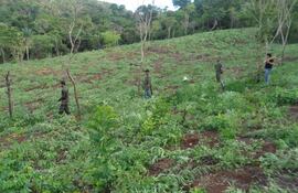 plantacion-de-marihuana-urundey-pedro-juan-caballero-153957000000-527580.JPG