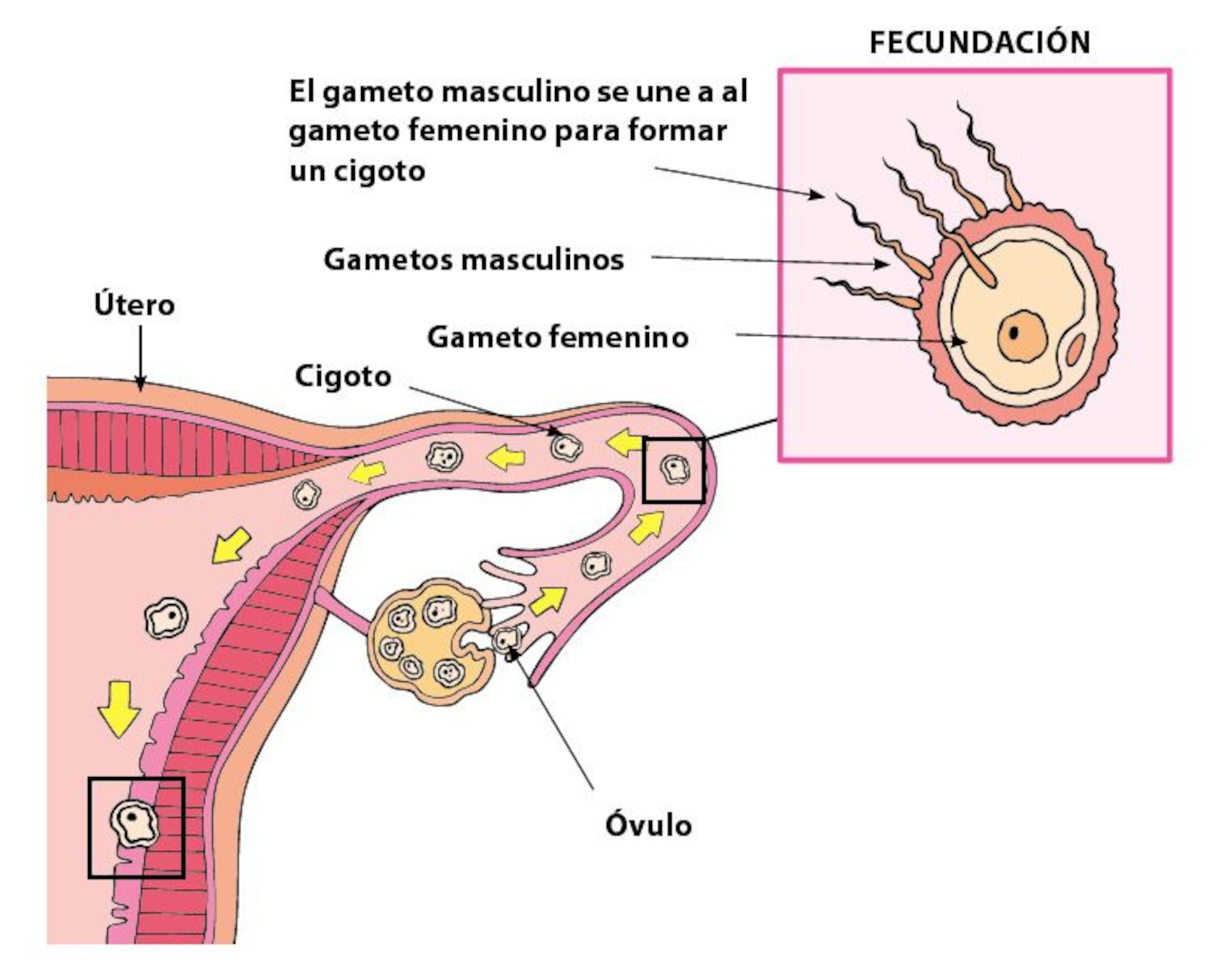 proceso de fecundacion embarazo