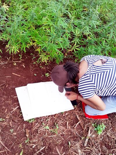Una técnica del IPTA, registrando el desarrollo del cultivo experimental del cáñamo.