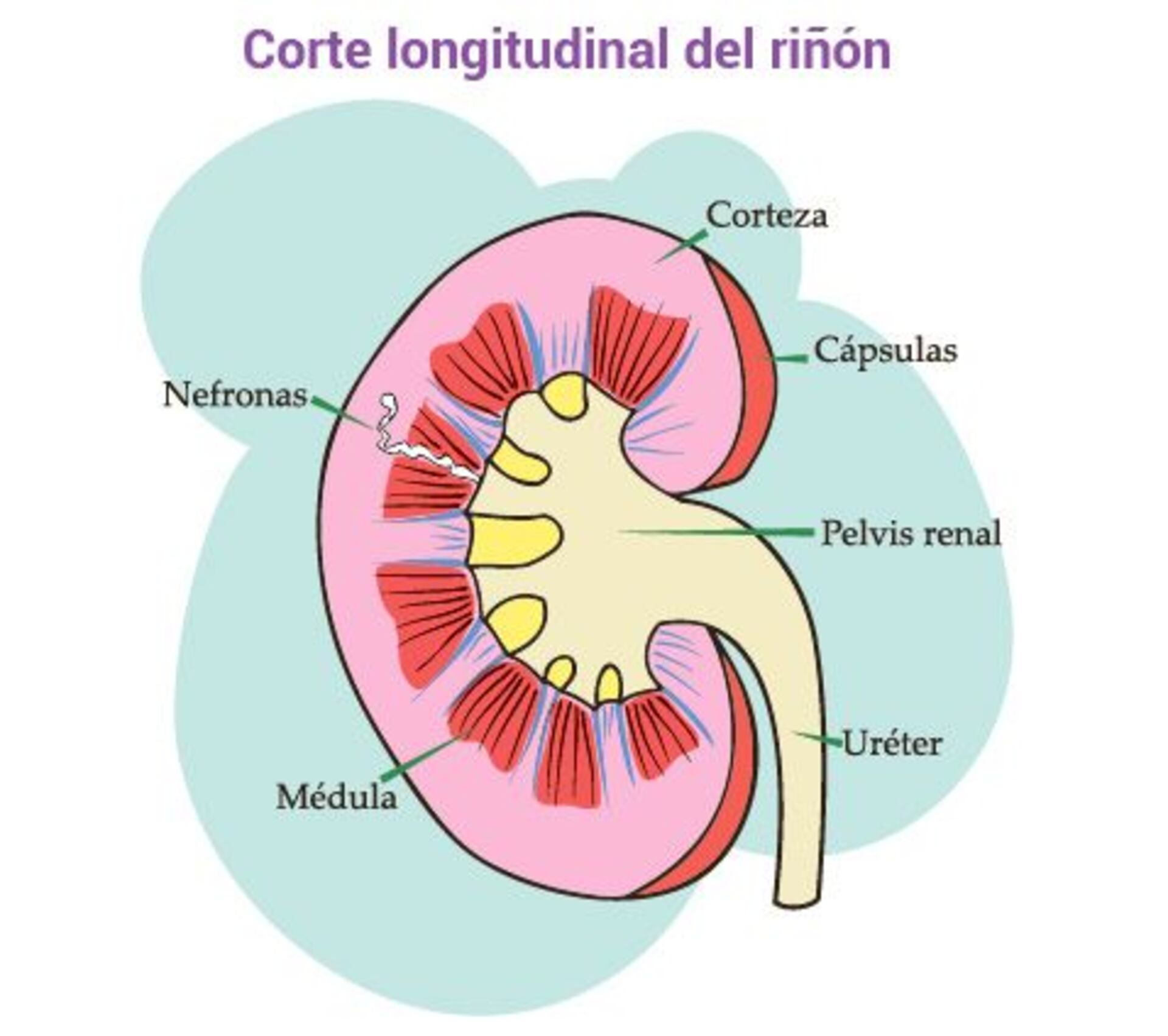 diagrama de riñon de vaca