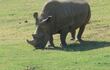 rinoceronte-63256000000-1271302.jpg
