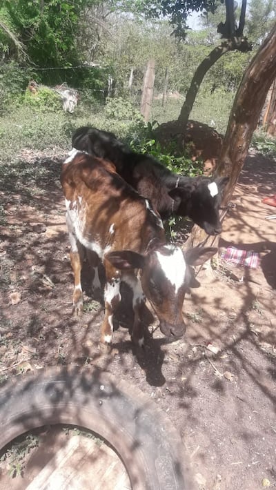 Alumnos de escuela agrícola habrían robado vacas de la institución