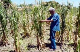 un-productor-de-maiz-ensena-los-danos-ocasionados-por-la-ola-de-calor-a-los-cultivos--205644000000-1149678.jpg