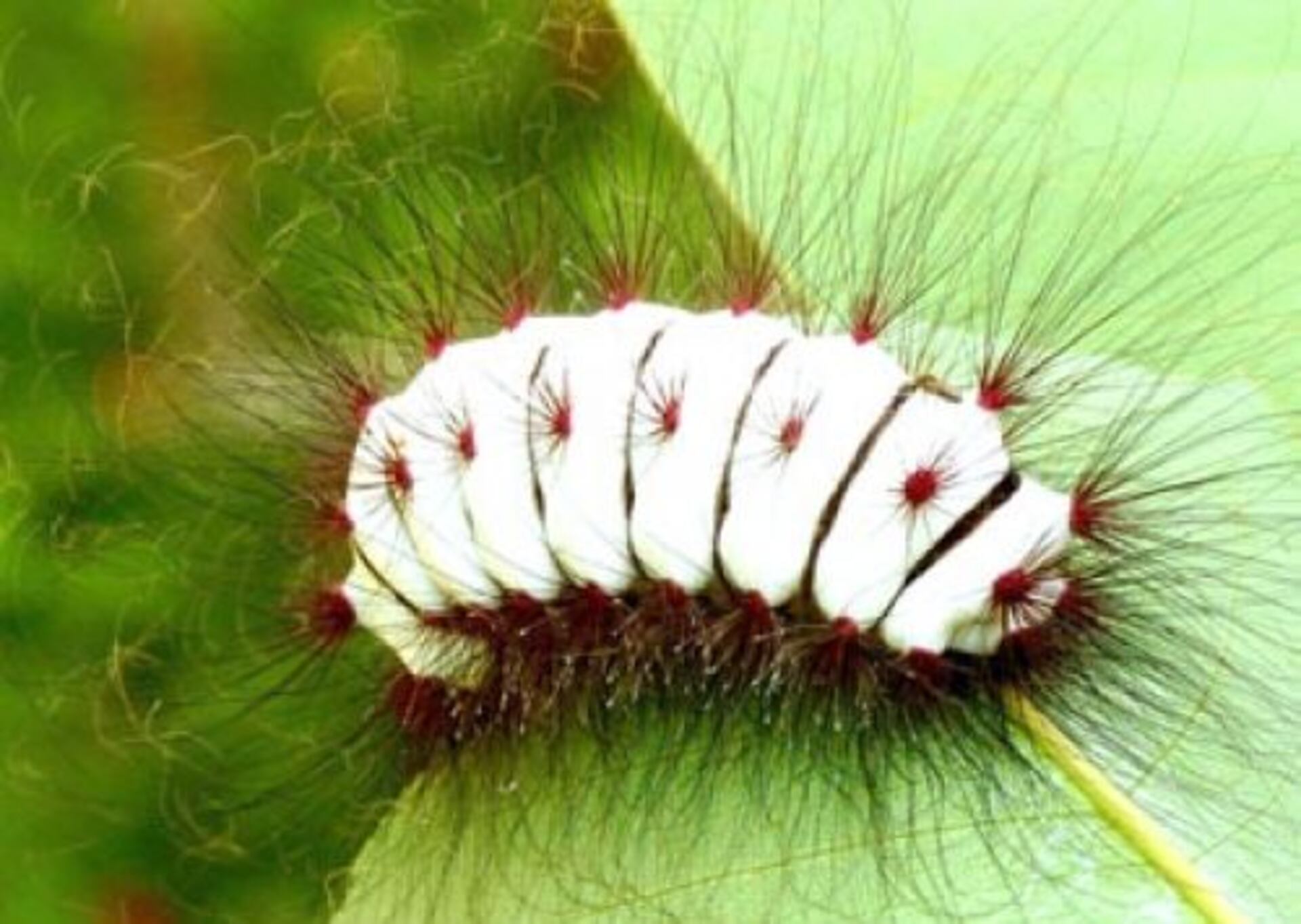 los gusanos lanudos se convierten en mariposas