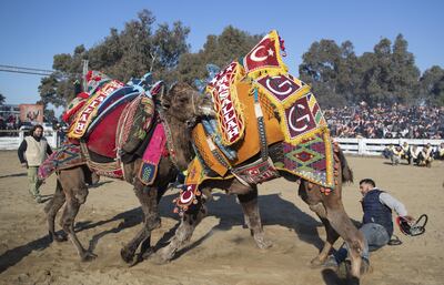 Dos camellos luchan en un festival en el pueblo de  Selcuk, en un Turquía.