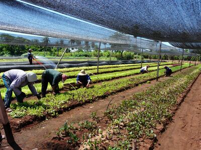 El nuevo paradigma genera crisis y, a la vez, emergen oportunidades a ser identificadas y atendidas por el productor agrario y los agentes del agronegocio.