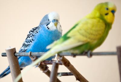 A los periquitos les gustan las galletas hechas de huevo, harina, miel y algunos granos.