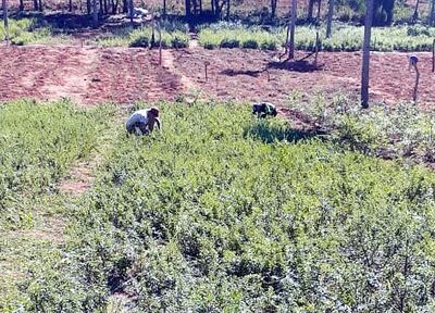 Productores de hierbas medicinales necesitan asistencia técnica.
