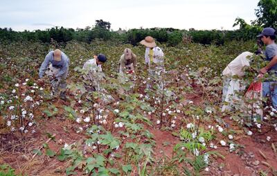 Aquellos tiempos dorados en los que el “oro blanco” era fuente de sustento de miles de familias han pasado. Este año el cultivo no llegaría a las 10.000 hectáreas y el MAG no entregaría semillas.