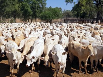 Alrededor de 600 vientres registrados para reproducir la raza Canchim están listos en el Chaco paraguayo.