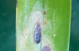 orquidea-192227000000-1809052.jpg