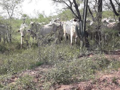 Los 33 animales pertenecen a una estancia del distrito de San Alfredo.