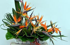 brindaran-demostracion-de-arreglos-florales--195002000000-1370536.jpg