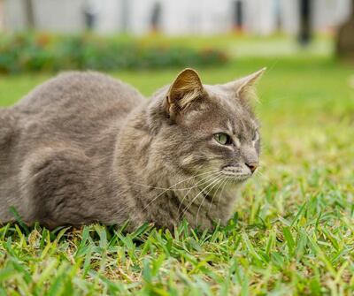 Uno de los gatos en la plaza Kennedy.