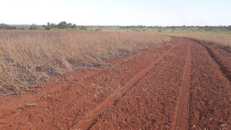 Sintierras quemaron esta tarde unas 10 hectáreas de soja que se encontraba en proceso de cosecha.