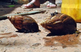 los-caracoles-africanos-volvieron-a-aparecer-en-el-barrio-san-juan-de-ciudad-del-este--203215000000-534917.jpg