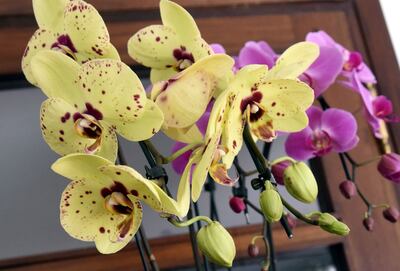 Gran convocatoria para la Expo Flora organizada por la Cámara Florícola y Afines del Paraguay (Cafap).