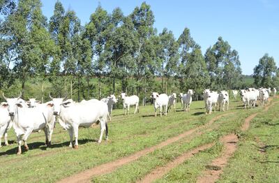 Un total de 160 vacas son manejadas en 45 hectáreas. La nutrición es fundamental para el éxito del trabajo.