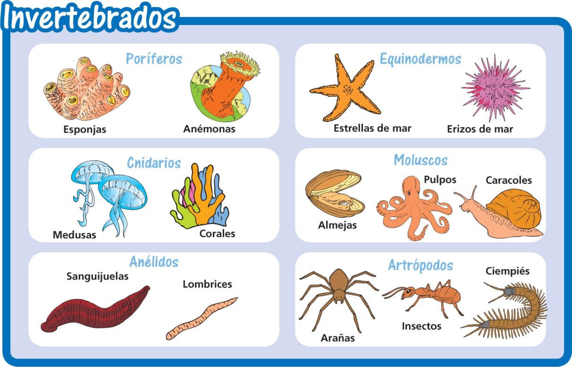 ejemplos de platelmintos