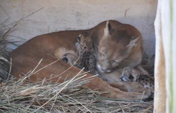la-madre-con-los-tres-pumas-nacidos-la-madrugada-de-ayer-en-el-zoologico-juan-xxiii-de-encarnacion-es-la-tercera-vez-que-se-registran-nacimien-212237000000-1375942.jpg