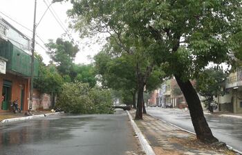 tormenta-arboles-caidos-rodriguez-de-francia-y-antequera-142431000000-637756.jpg