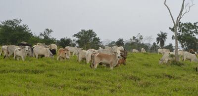 En el Pastoreo Racional se trabaja según concepción sistémica, en el cual los componentes del ecosistema pastoril: pasto, ganado y suelo están en armonía.