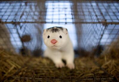 Un visón mira a la cámara desde su jaula en una granja.