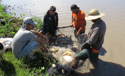 La tilapia es fácil de manejar, ya que es resistente al manipuleo en transporte, siembra, cosechas y manejo de reproductores.