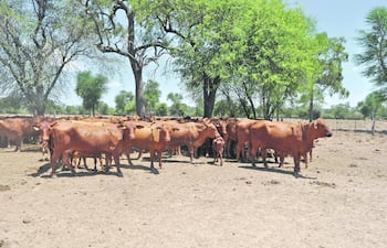 manejo-de-vacas-donantes-95209000000-1430425.JPG