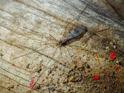 Fotografía cedida por el biólogo Damián Hagopián que muestra una vista del mosquito Trichocera maculipennis, en el marco de su investigación sobre mosquitos europeos invasores en el continente helado,  en la Isla Rey Jorge (Antártida).