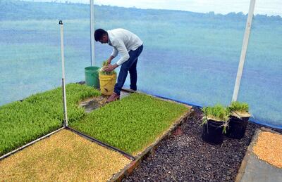 La producción de forraje verde hidropónico para la alimentación de terneros es una opción dentro de los manejos que se pueden dar a los animales.