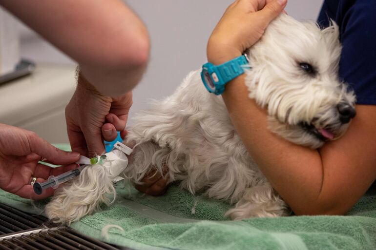 El veterinario Brant Hassell anestesia a Frankie, un perro de cinco años, antes de someterlo a una cirugía para la extracción de un diente. 