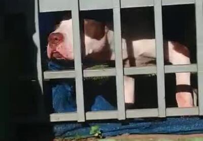 Ataque de pitbull en Luque.