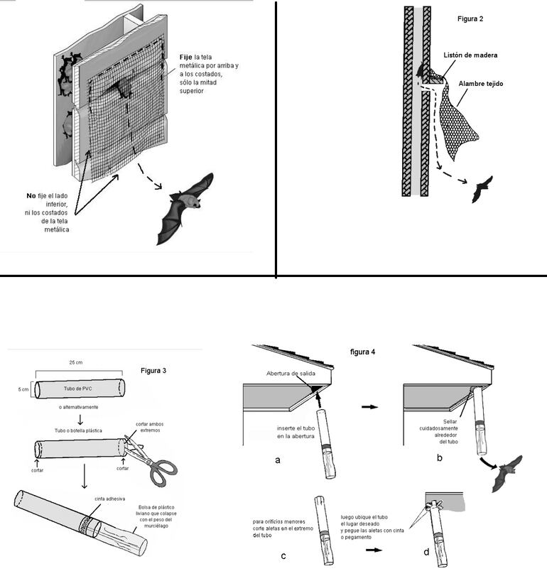 Cómo sacar a un murciélago de la casa.