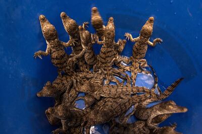 Varias crías de cocodrilos americanos (Crocodylus acutus) listos para revisión en un laboratorio de Turkey Point este viernes 19 de julio en Florida City, cerca de Miami, Florida.