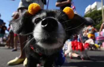perros-celebran-el-carnaval-en-rio-de-janeiro-y-ladran-contra-su-abandono-152020000000-1556293.JPG