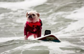 perros-surfistas-invaden-una-playa-en-california-93920000000-1741828.jpeg