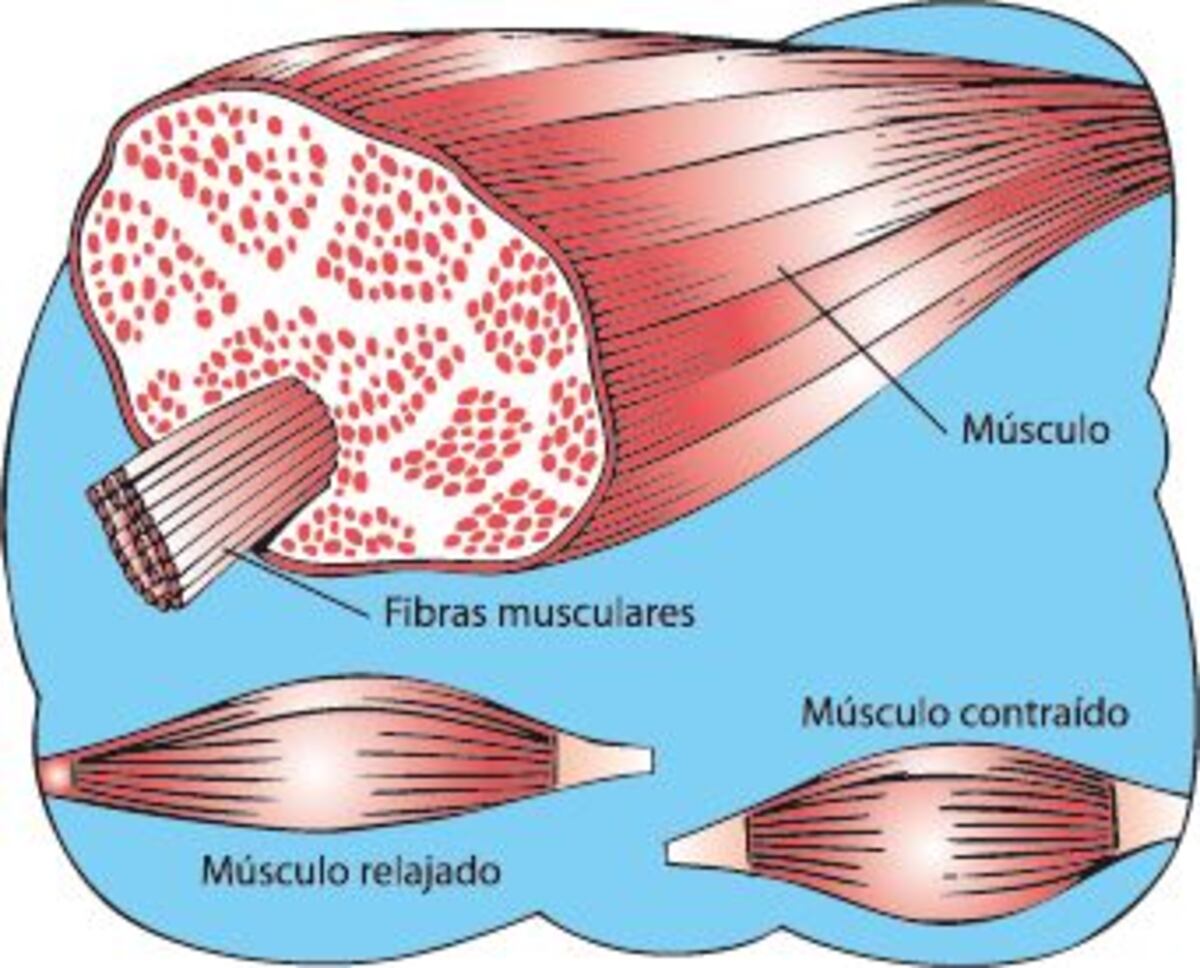 función del sistema muscular