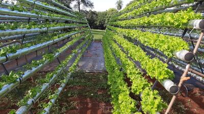 A partir de 6.000 plantas se podría hablar de rentabilidad, debido a que con esto ocuparía el 60 por ciento del tiempo de la persona encargada. Es importante que la persona que desarrollara el trabajo tenga una capacitación previa.