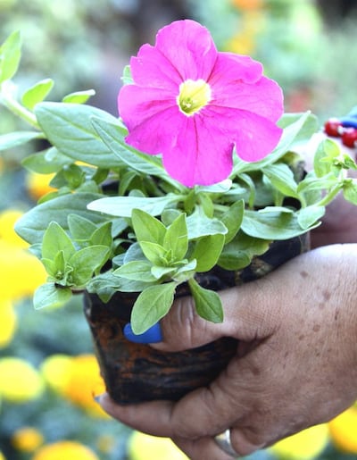 Imagen sin descripción